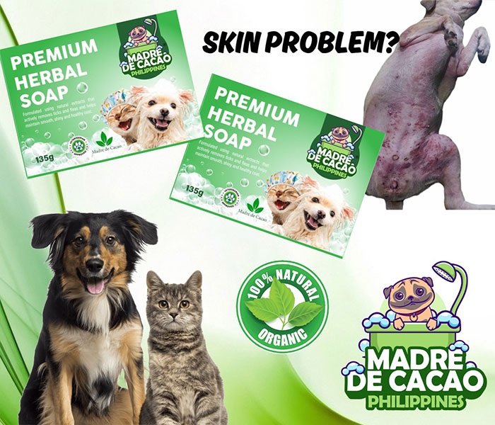 madre-de-cacao-3